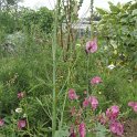 Sidalcea hybrida 'Partygirl'
